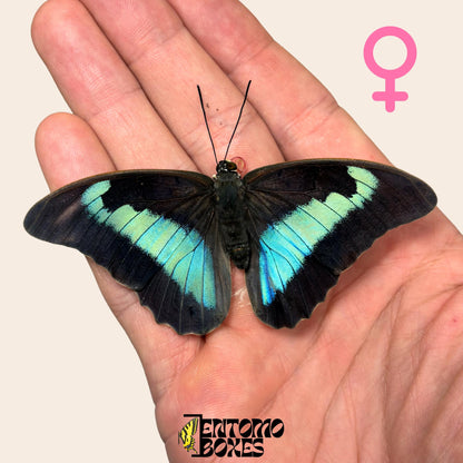Real Prepona omphale tropical colorful blue butterfly for collection entomology taxidermy