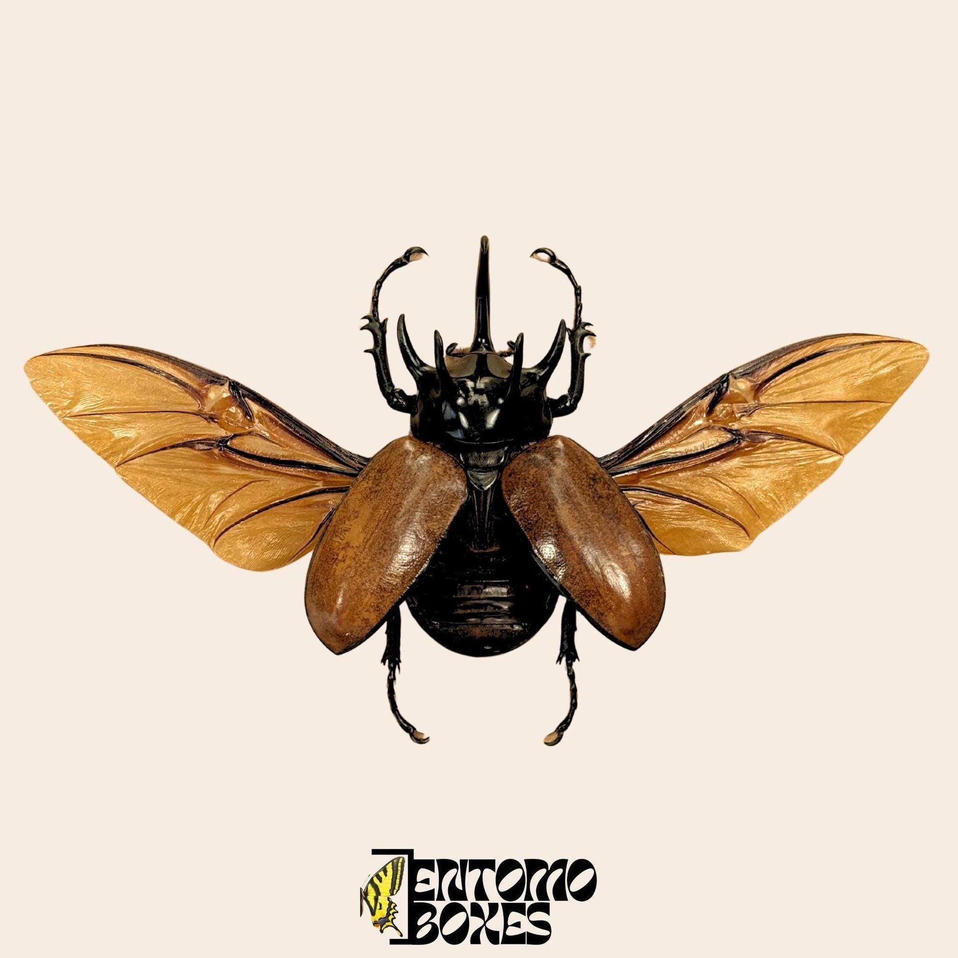 Eupatorus gracilicornis pinned male with opened wings (etsy image id: 7910534247)