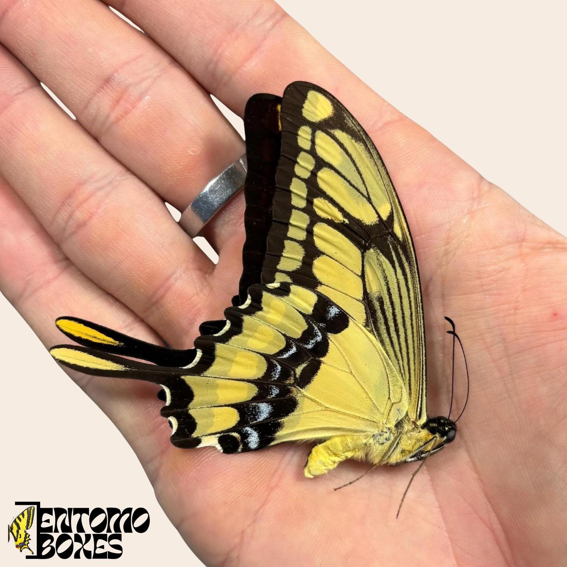 Papilio thoas male butterfly (etsy image id: 7914140161)