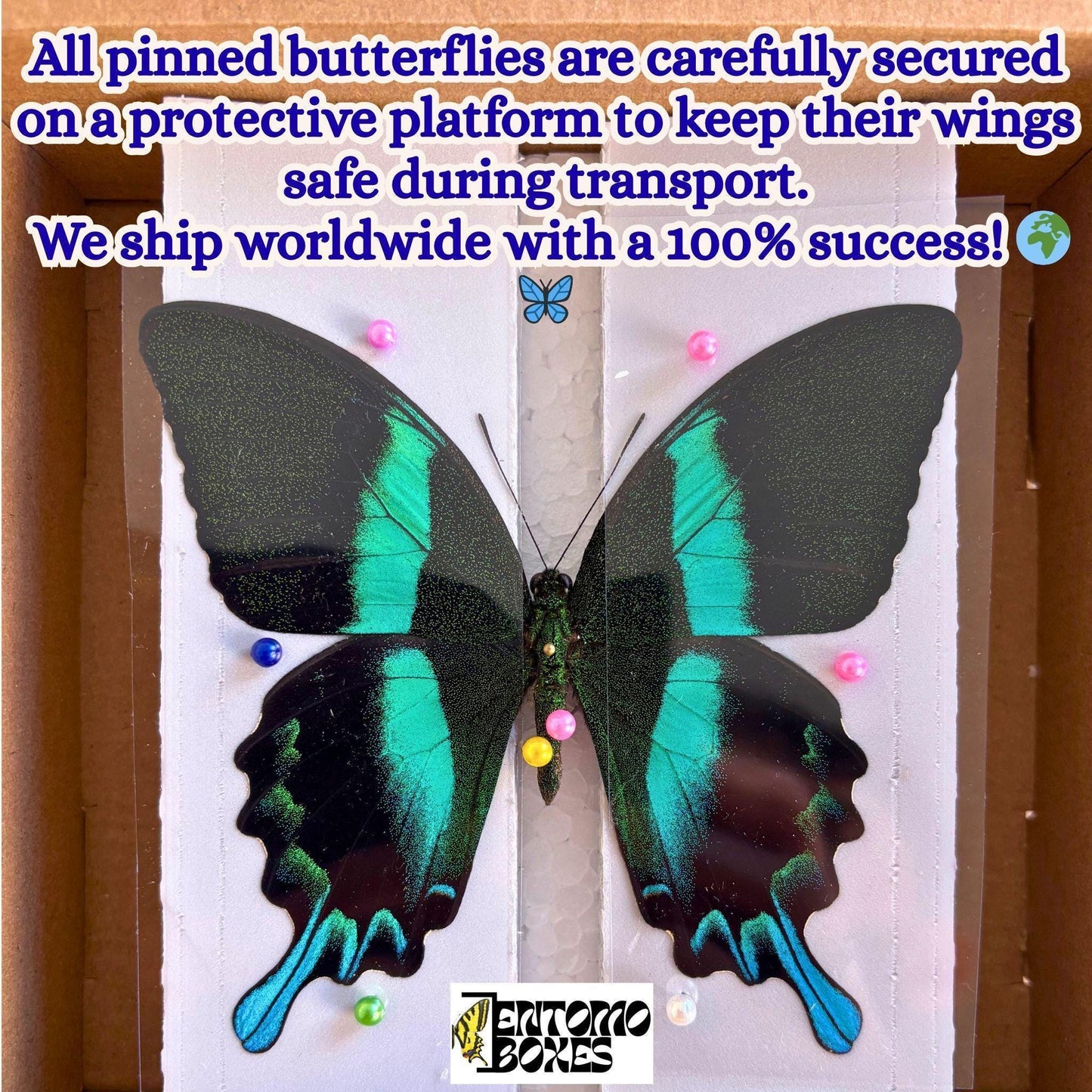 Pinned Oleander Hawk-moth (Daphnis nerii) Specimen – Entomological Display Quality
