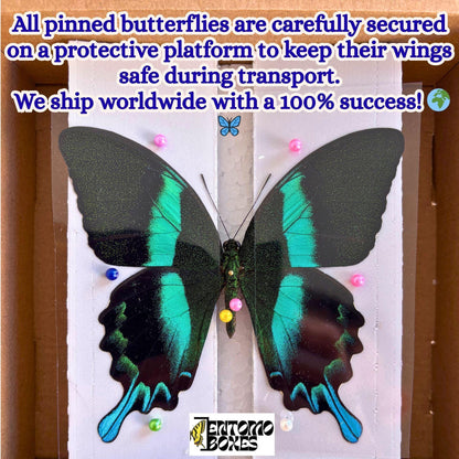 Pinned Oleander Hawk-moth (Daphnis nerii) Specimen – Entomological Display Quality