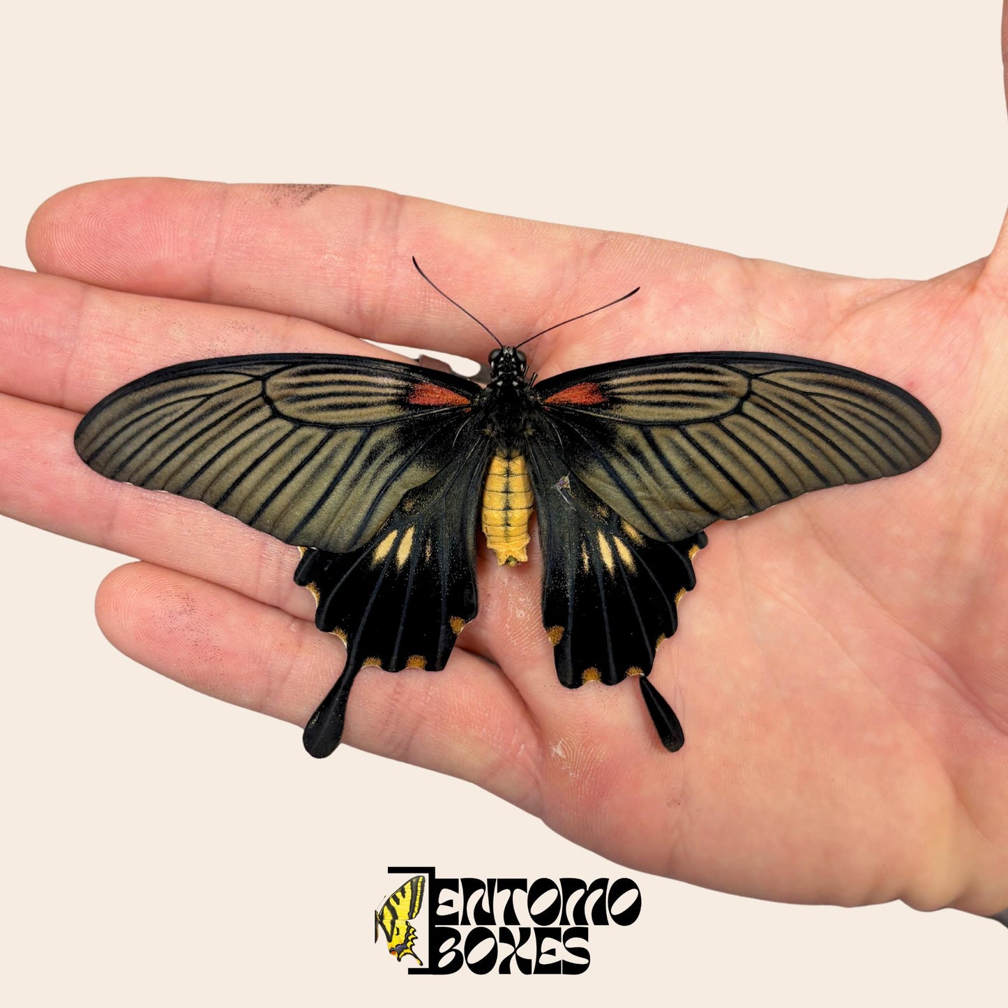 papilio lowi unmounted female on hand