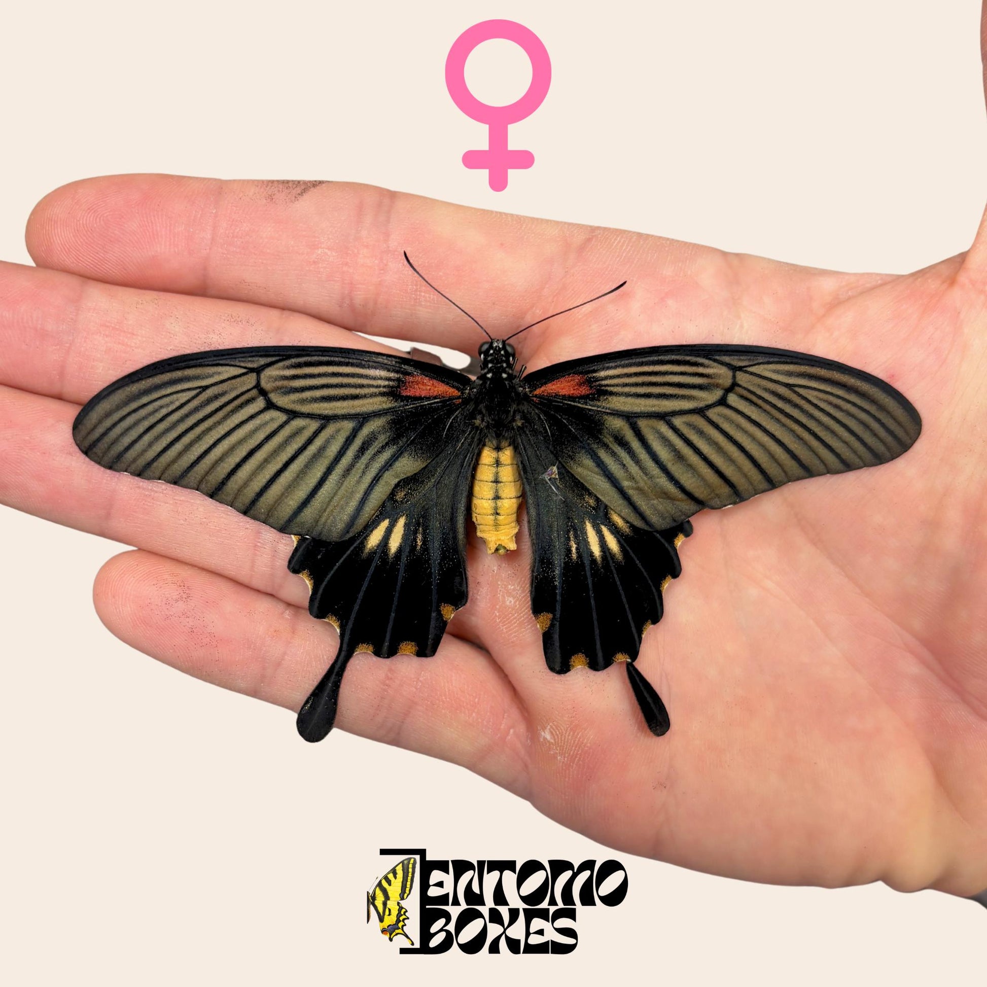 papilio lowi unpinned female on hand