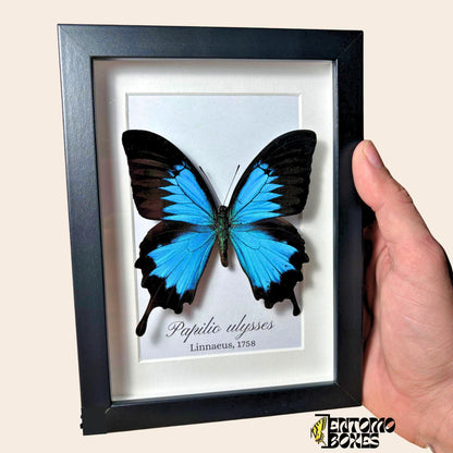 Papilio ulysses tropical swallowtail in black frame (etsy image id: 7919006914)
