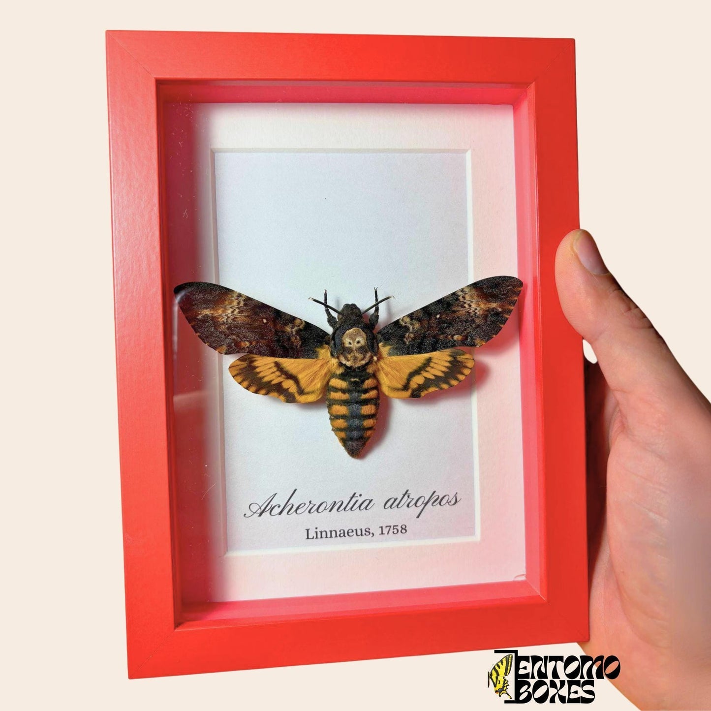 acherontia atropos in red frame (etsy image id: 7919007044)