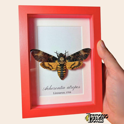 acherontia atropos in red frame (etsy image id: 7919007044)