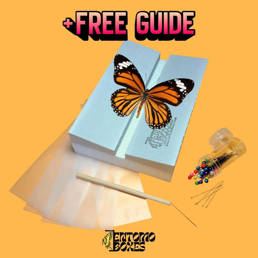 butterfly pinning kit (etsy image id: 7921929324)