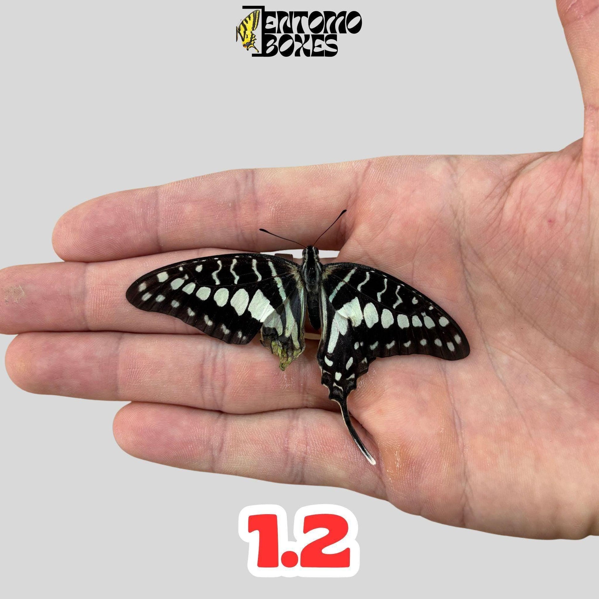 graphium policenes male (etsy image id: 7922716881)