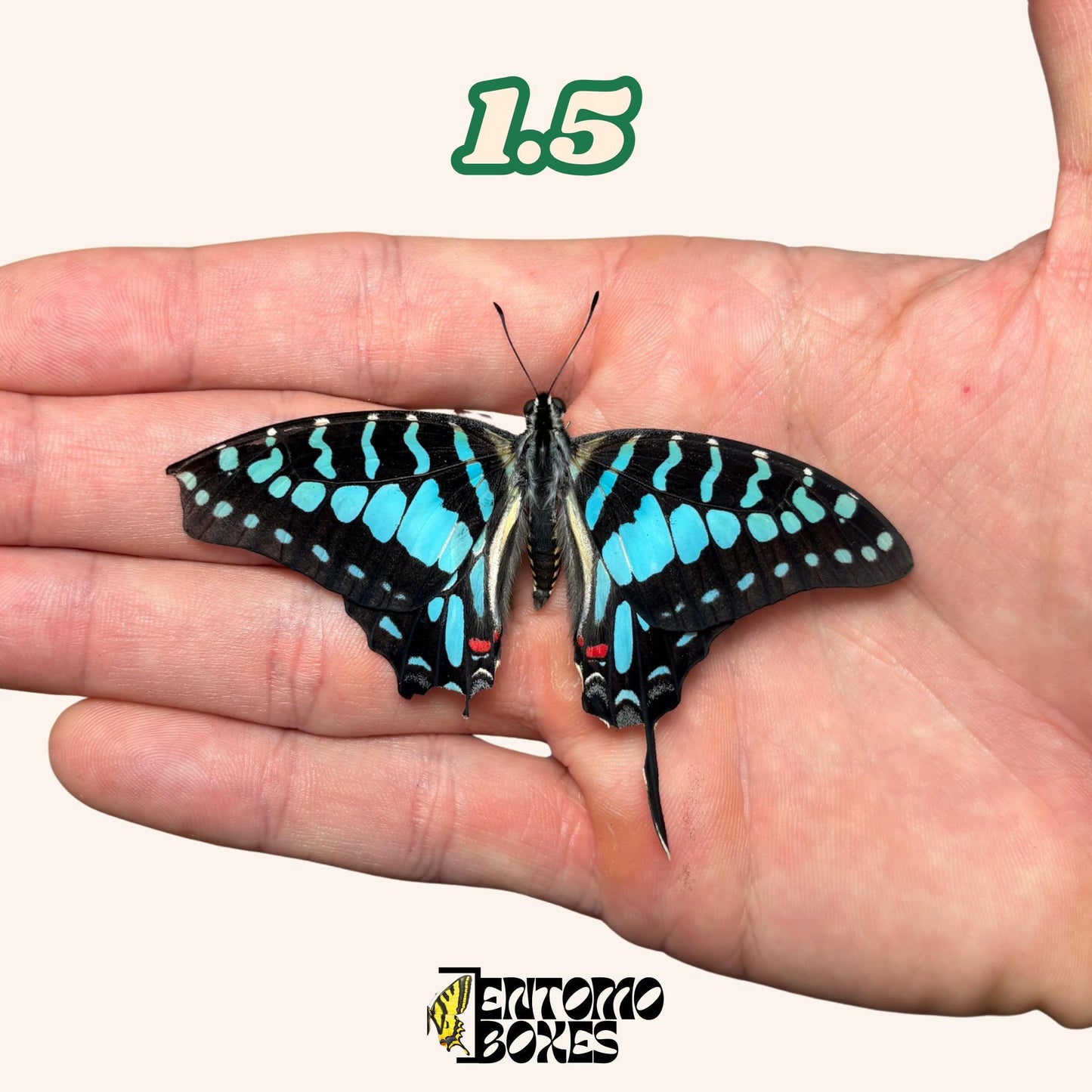 Graphium policenes real dry butterfly for entomology taxidermy collection (etsy image id: 7922716993)