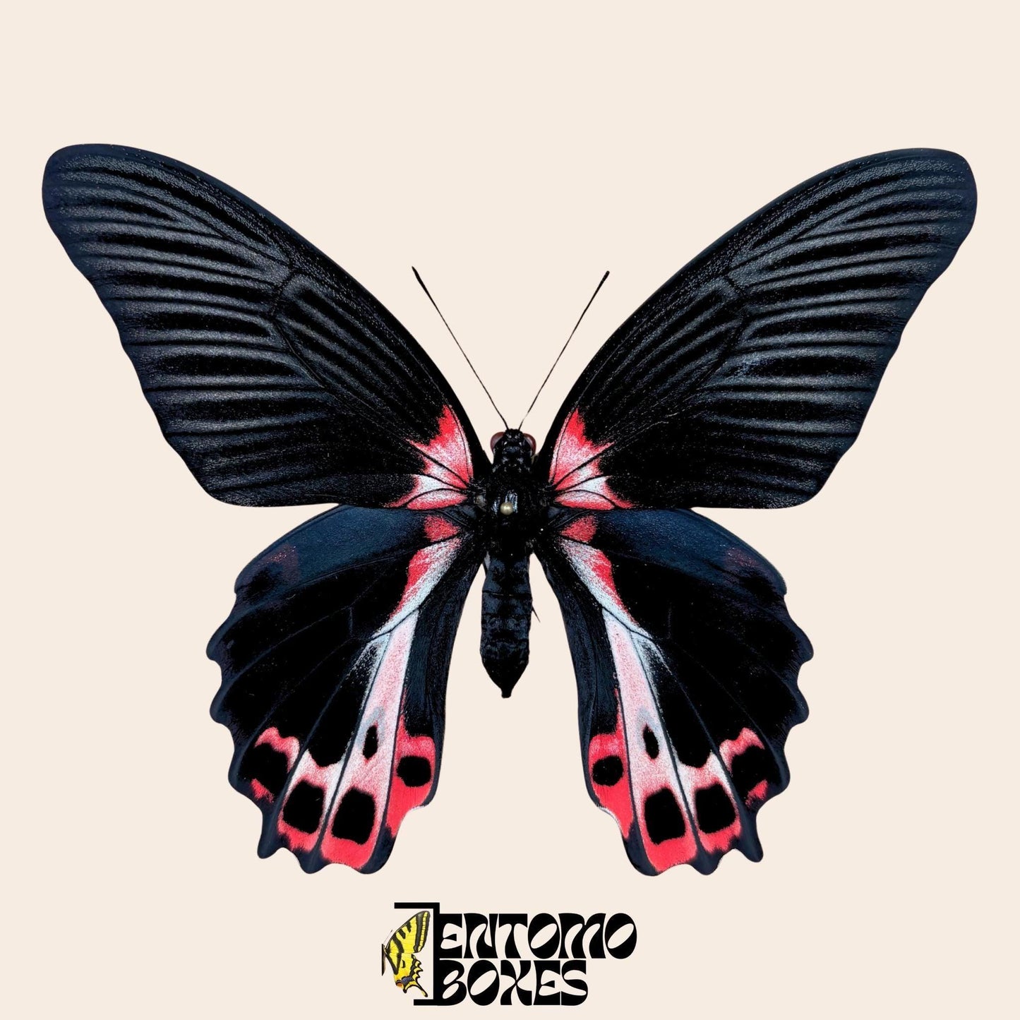 Papilio ruzmanzovia pinned female (etsy image id: 7926366041)