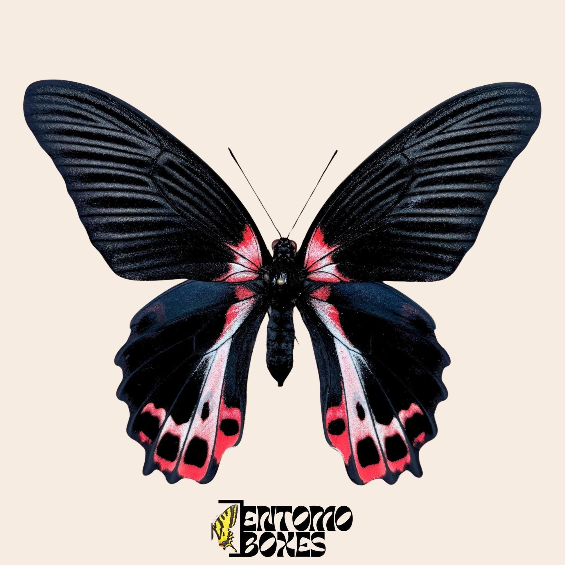 Papilio ruzmanzovia pinned female (etsy image id: 7926366041)
