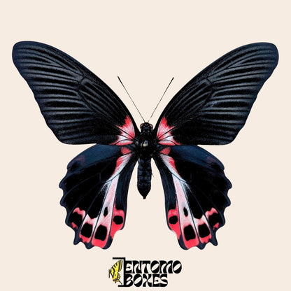 Papilio ruzmanzovia pinned female (etsy image id: 7926366041)