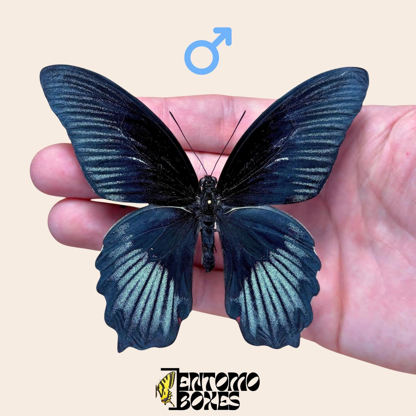 Papilio ruzmanzovia pinned male (etsy image id: 7926366119)