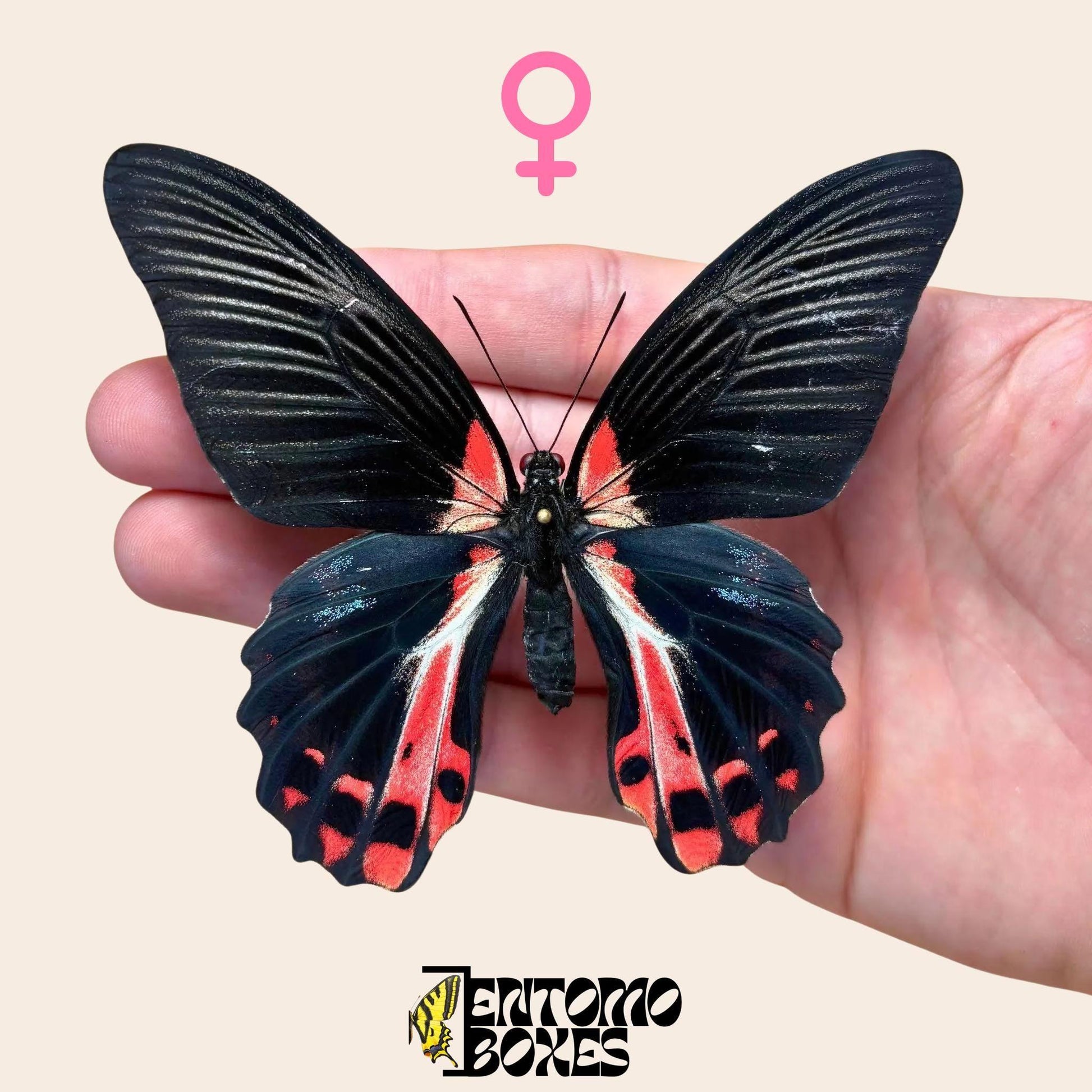 Papilio ruzmanzovia pinned female (etsy image id: 7926366197)