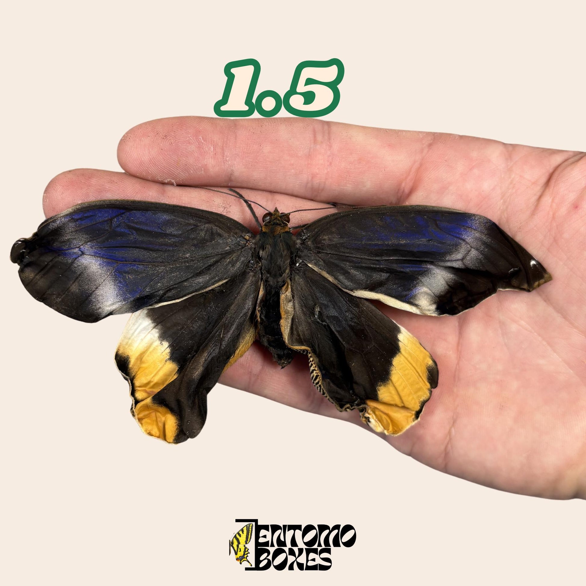 Large real Caligo atreus owl butterfly specimen unmounted for taxidermy and entomology (etsy image id: 7932079248)