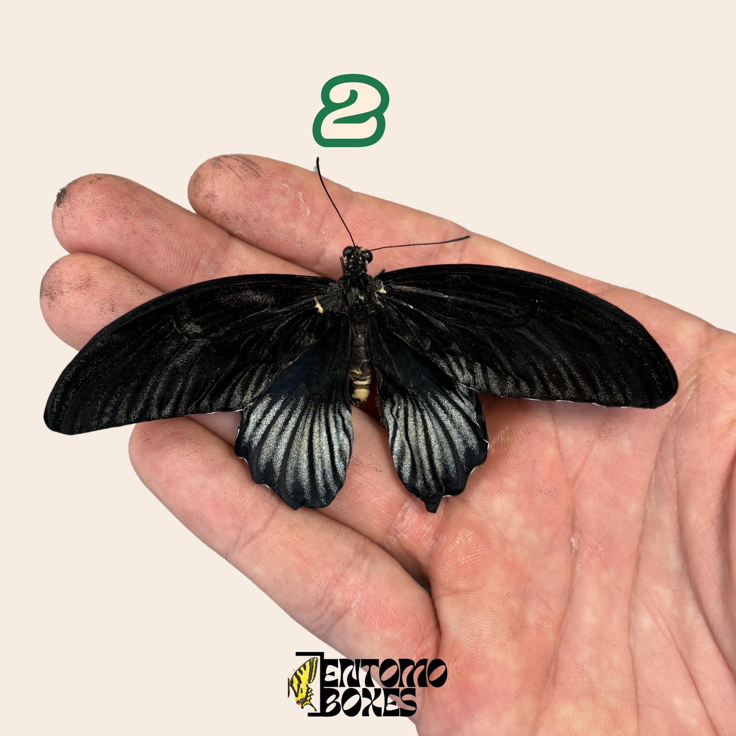 Real butterfly Papilio lowi: unmounted A1 quality colorful specimen for collection and taxidermy