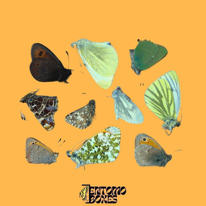 mix of dry papered european butterflies (etsy image id: 7935485634)