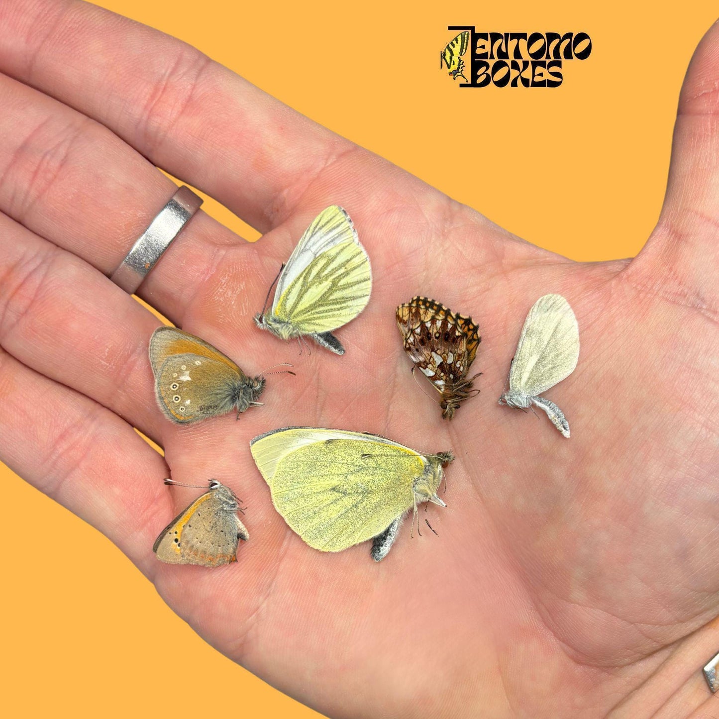 mix of dry papered european butterflies with folded wings on hand (etsy image id: 7935485690)