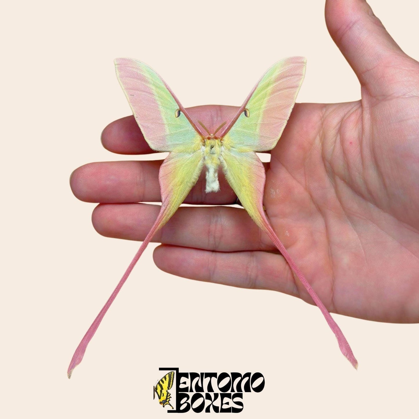 actias dubernardi pinned male