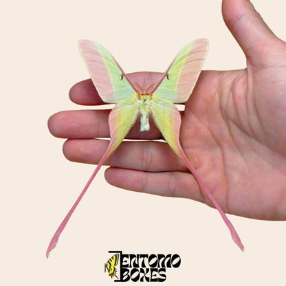 actias dubernardi pinned male