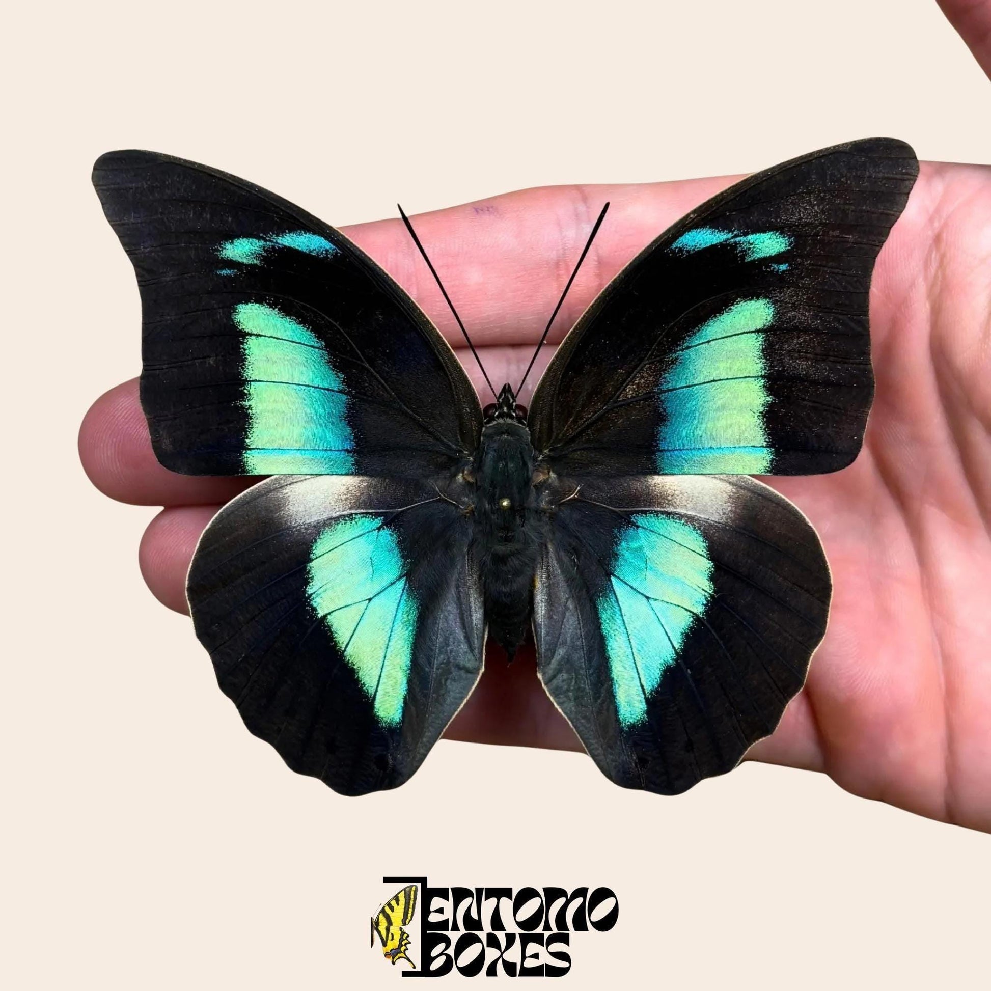 Archaeoprepona demophon pinned butterfly on hand