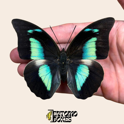 Archaeoprepona demophon pinned butterfly on hand
