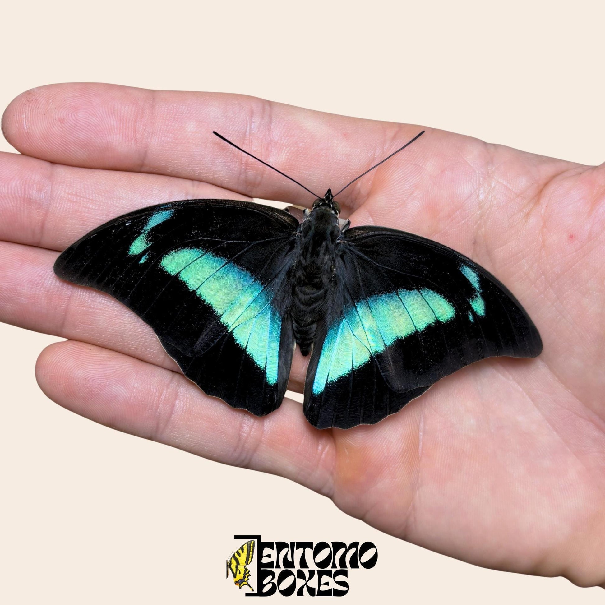 Archaeoprepona demophon butterfly on hand