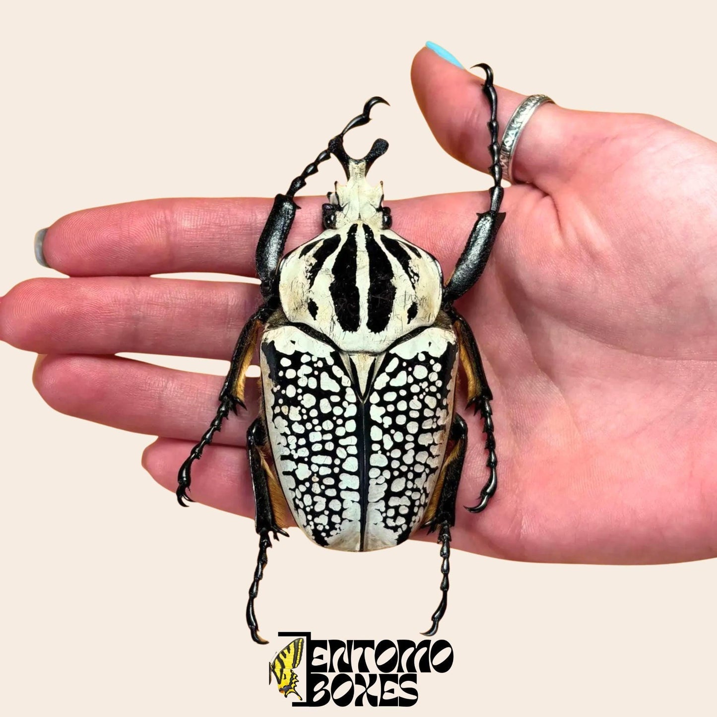 goliathus meleagris male (etsy image id: 7948801423)
