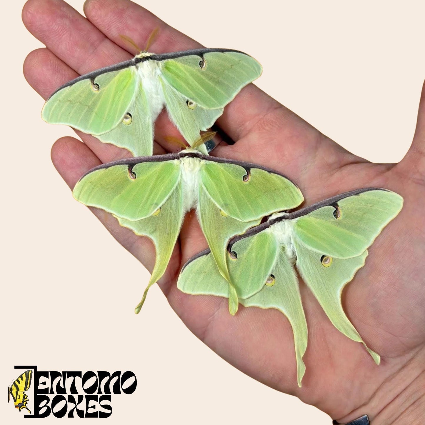 three actias luna moths on hand __etsy:7955788388