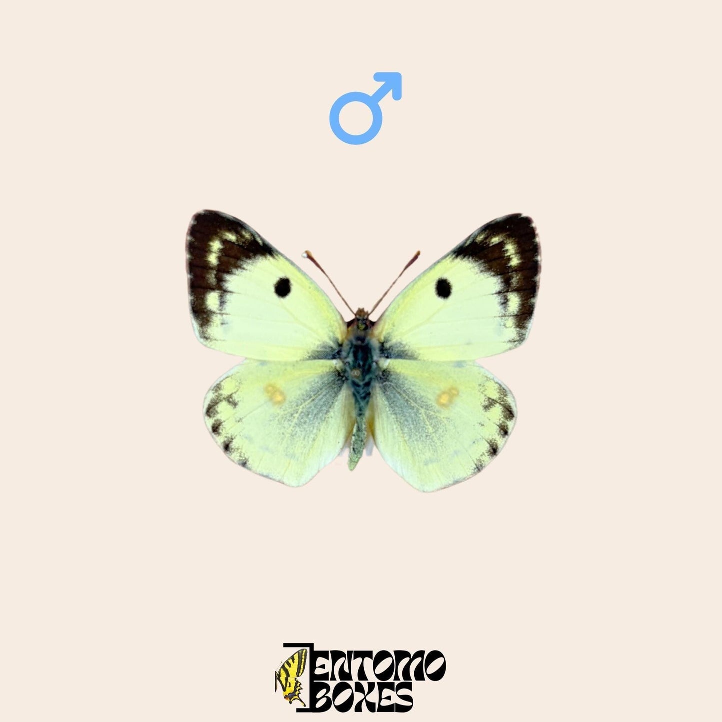 pinned colias hyale male (etsy image id: 7955788584)
