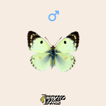 pinned colias hyale male (etsy image id: 7955788584)