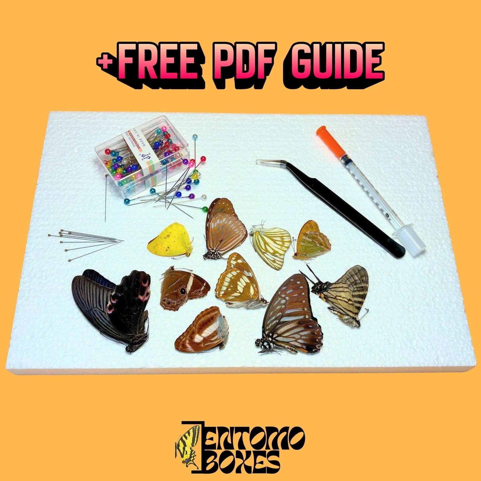 photography real butterfly kit (etsy image id: 7957409818)