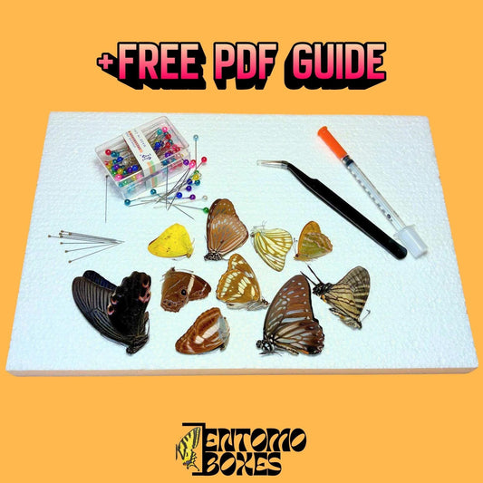 photography real butterfly kit (etsy image id: 7957409818)