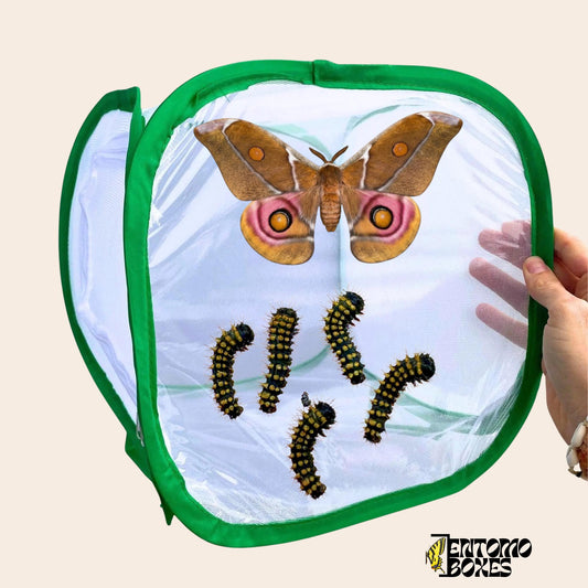 butterfly and moth breeding cage 30x30x30cm (etsy image id: 7962581899)