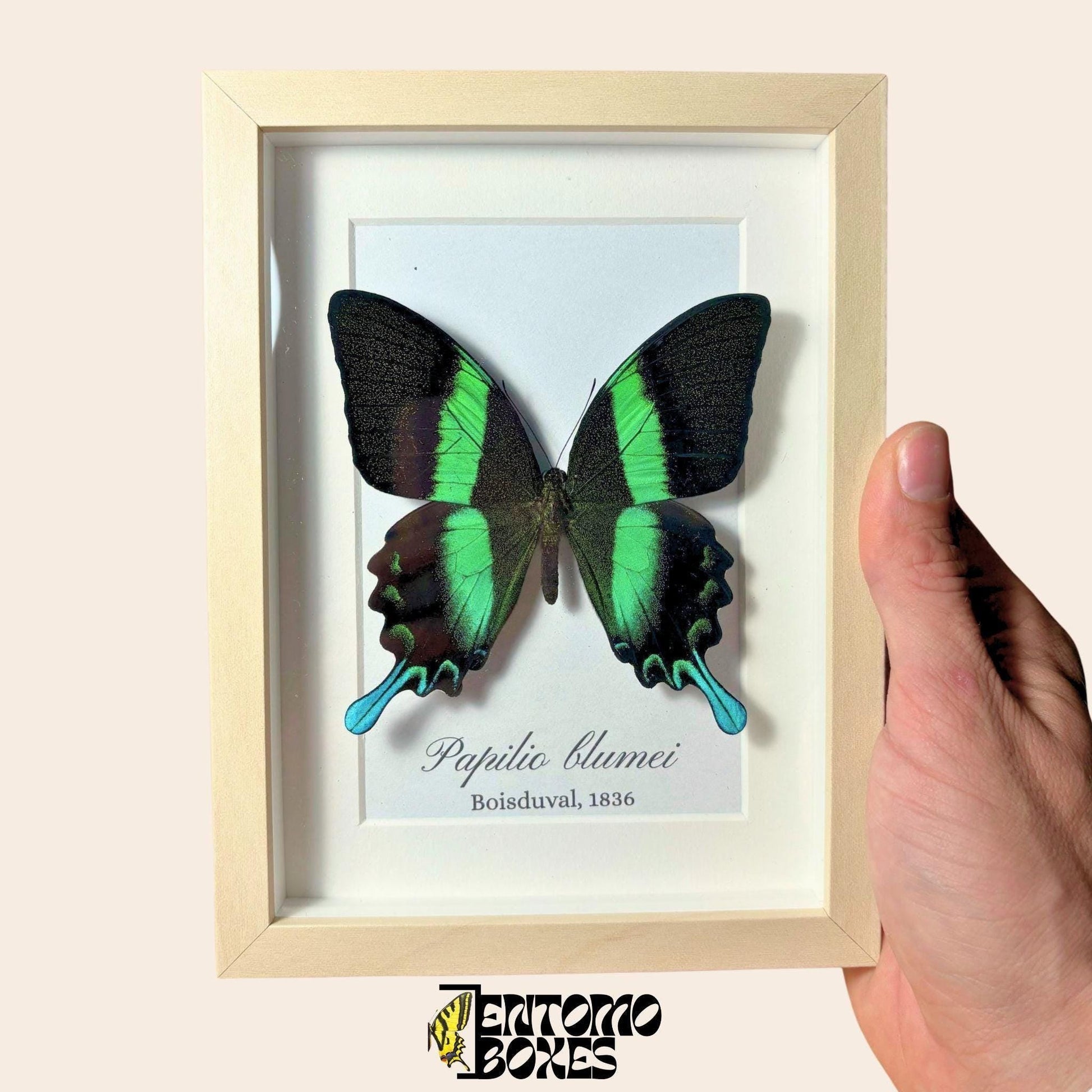 Papilio blumei tropical swallowtail in wooden frame (etsy image id: 7966959833)