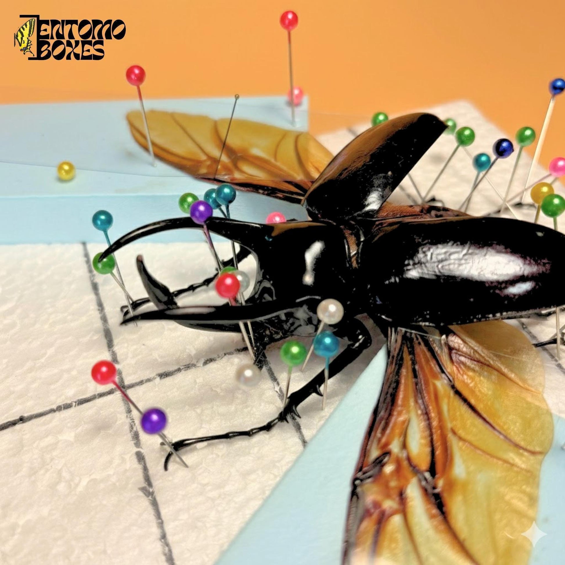 chalcosoma atlas beetle with opened wings on pinning board (etsy image id: 7968476364)