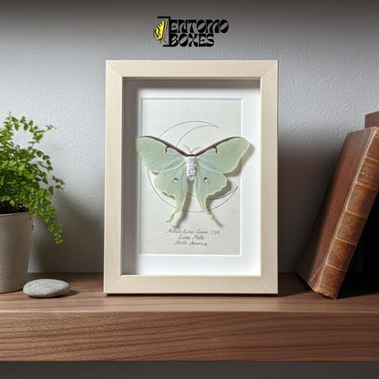 luna moth in frame on shelve __etsy:7971580776
