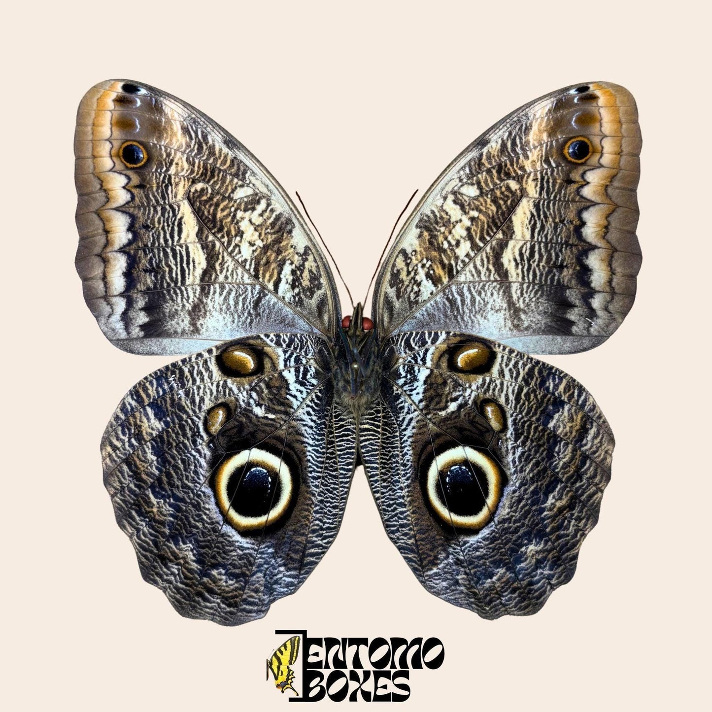 caligo memnon pinned butterfly underside view (etsy image id: 7971870594)