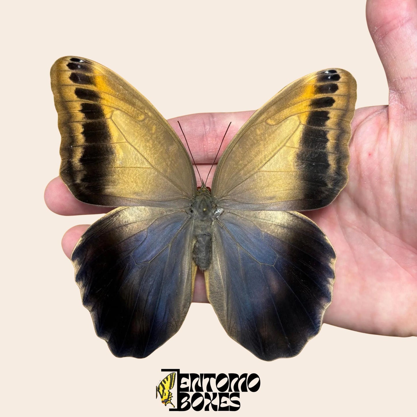 caligo memnon pinned butterfly (etsy image id: 7971870630)