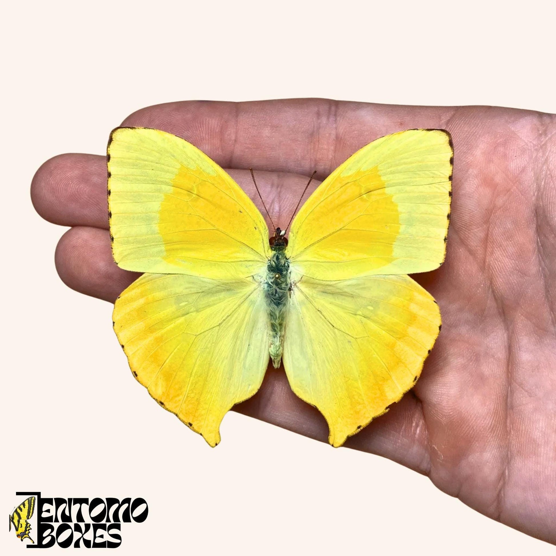 Real Butterfly Phoebis neocypris - Yellow Pinned specimen for Entomology Taxidermy