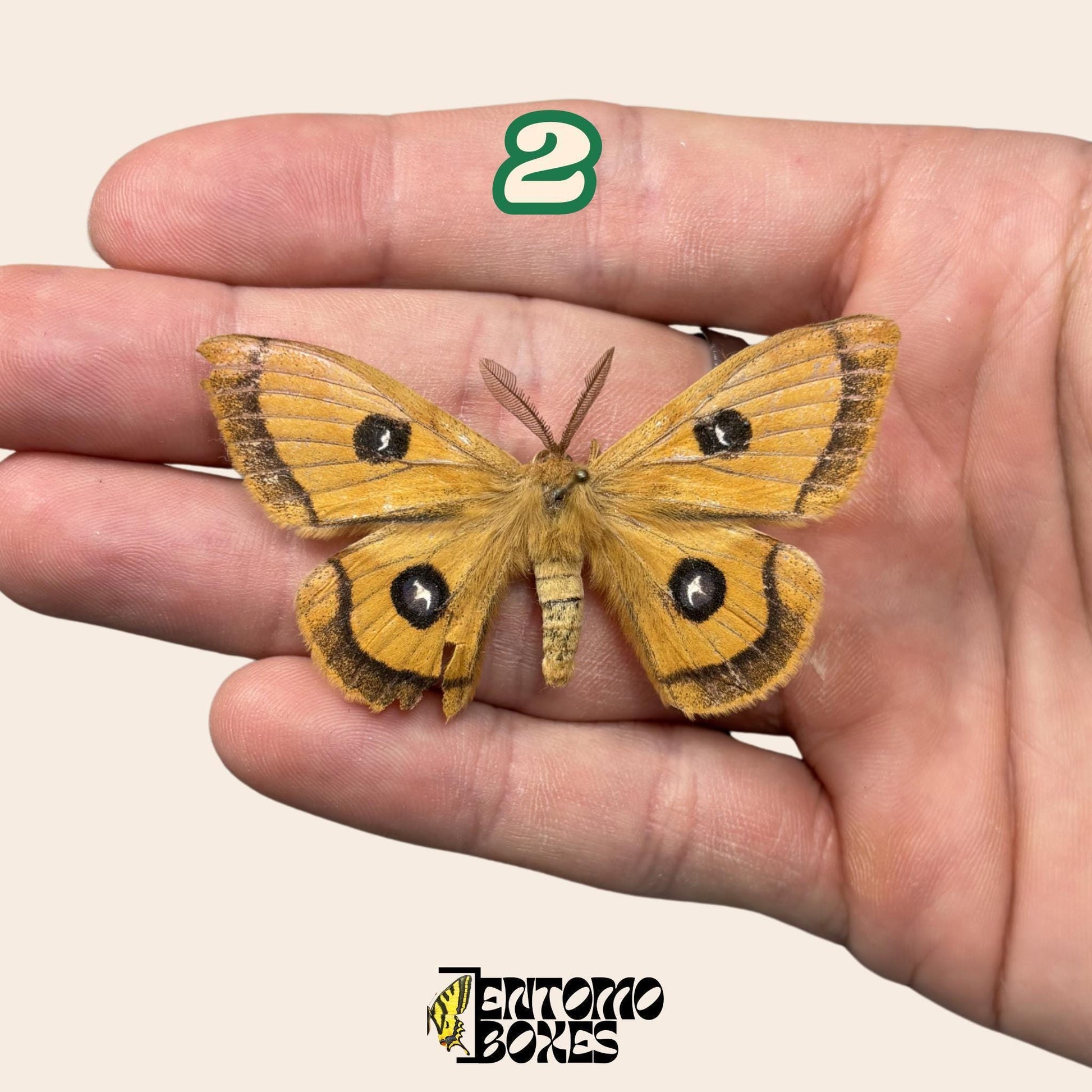 Defected budget moth and butterfly specimens for art collection taxidermy entomology (etsy image id: 7971871004)