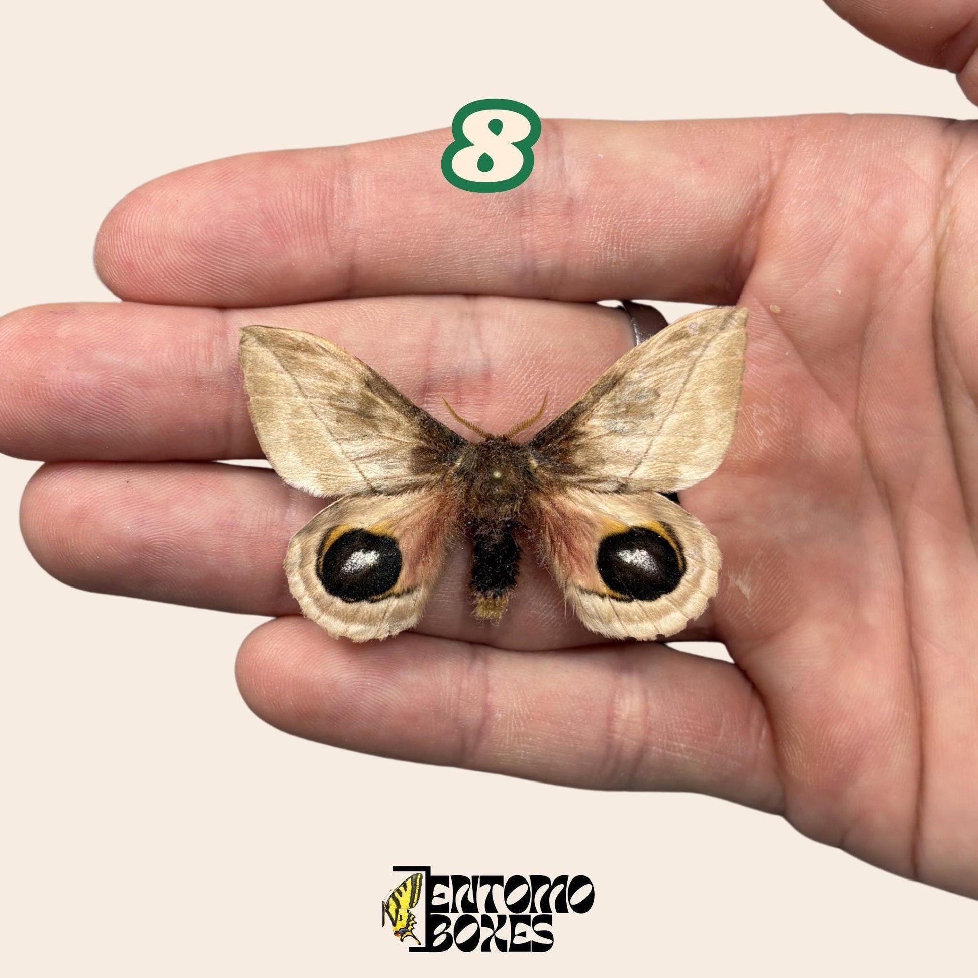 Defected budget moth and butterfly specimens for art collection taxidermy entomology (etsy image id: 7971871294)