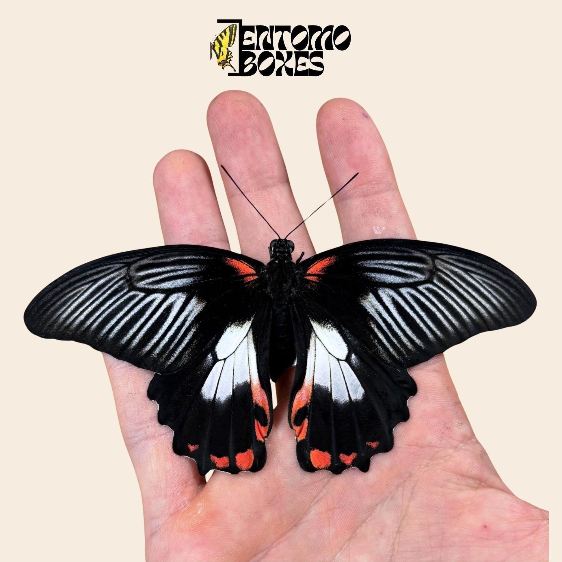 papilio rumanzovia female white form (etsy image id: 7976351634)