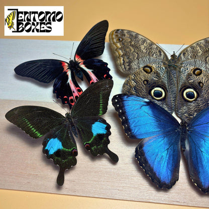 Tropical butterflies with opened wings