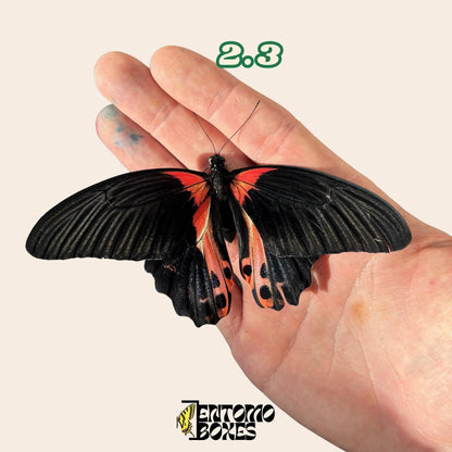 Real butterfly Papilio rumanzovia: unmounted A1 quality red specimen for collection and taxidermy (etsy image id: 7976351910)