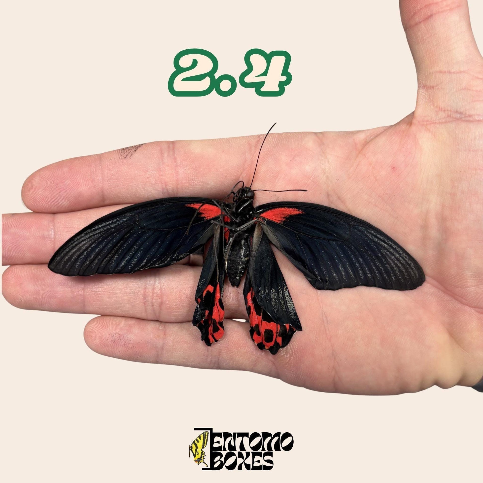 defected papilio rumanzovia male (etsy image id: 7976351960)