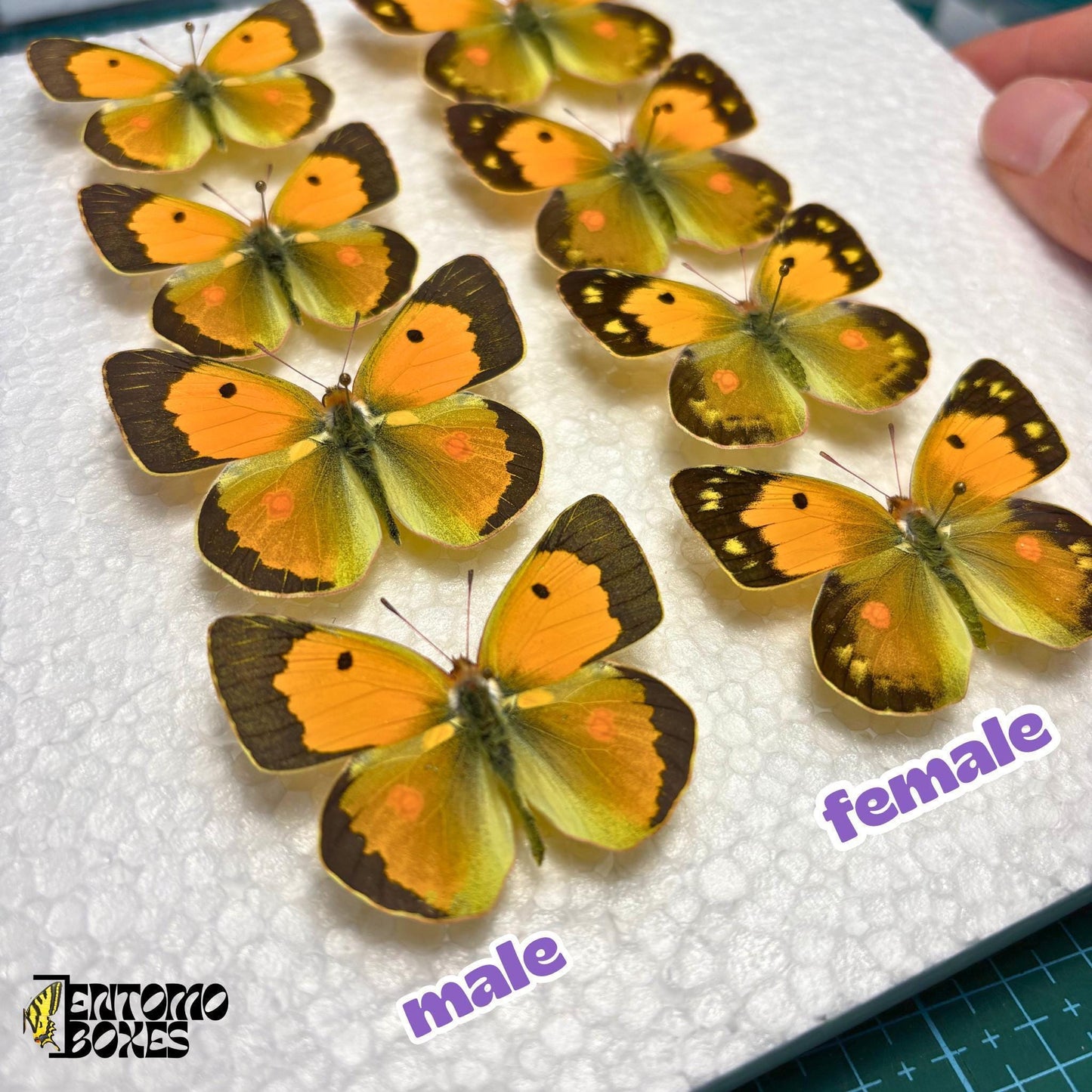 males and females colias croceus pinned in a piece of styrofoam (etsy image id: 7977829137)