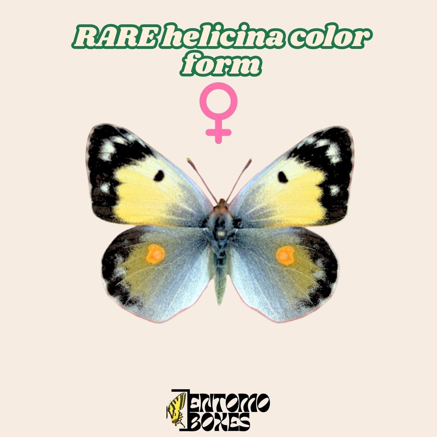 colias croceus helicina color form female pinned (etsy image id: 7977829251)