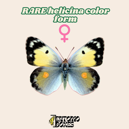 colias croceus helicina color form female pinned (etsy image id: 7977829251)
