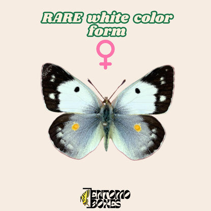 colias croceus pinned female of white color form (etsy image id: 7977829275)